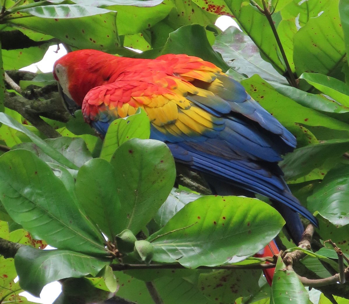 Guacamayo Macao - ML645780567