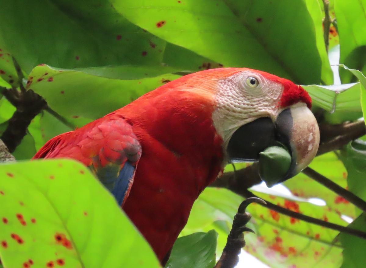 Guacamayo Macao - ML645780568
