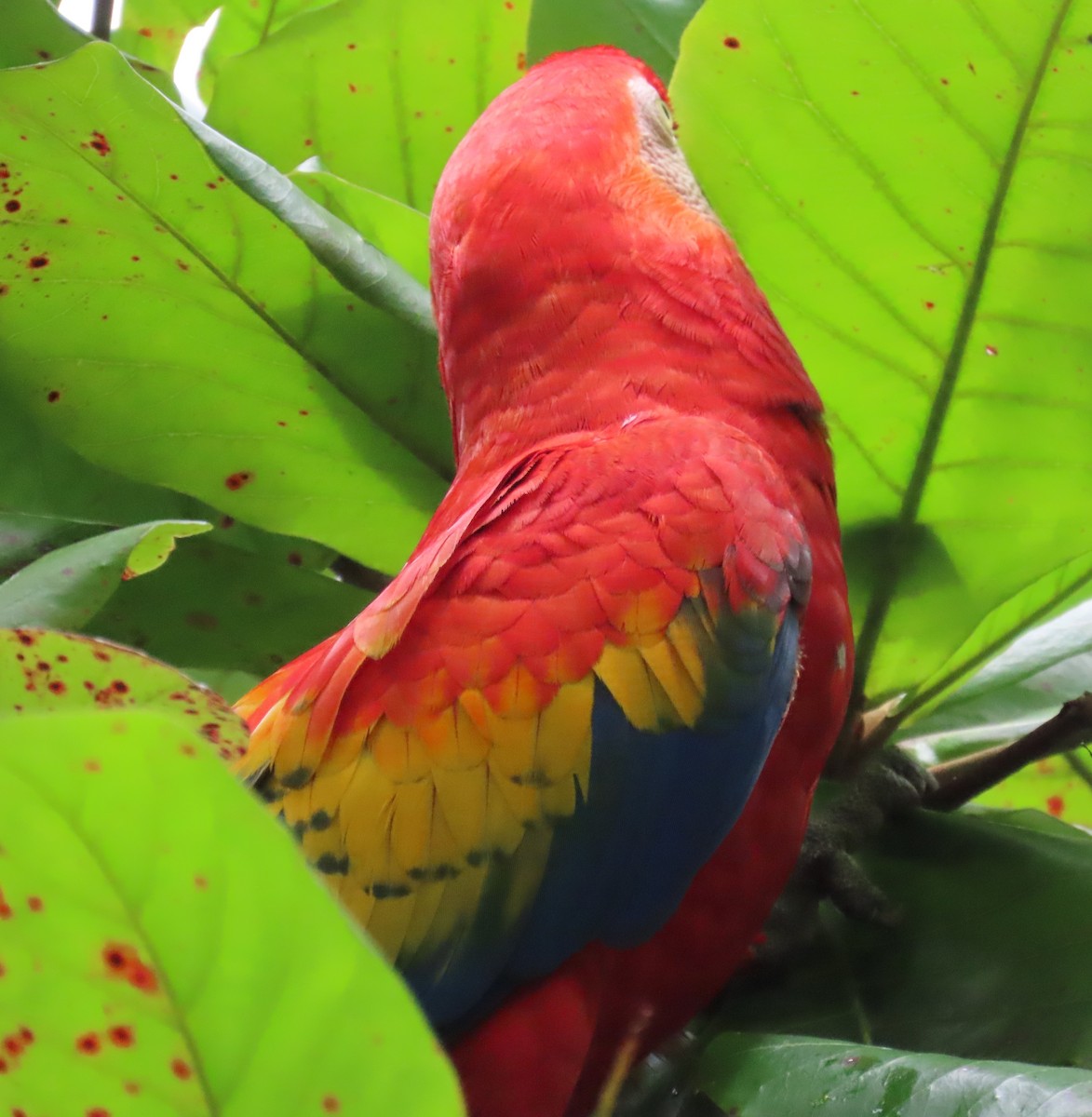 Guacamayo Macao - ML645780569