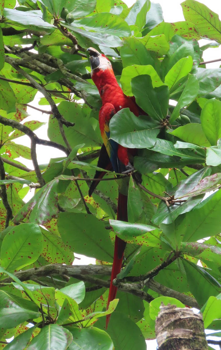 Guacamayo Macao - ML645780570