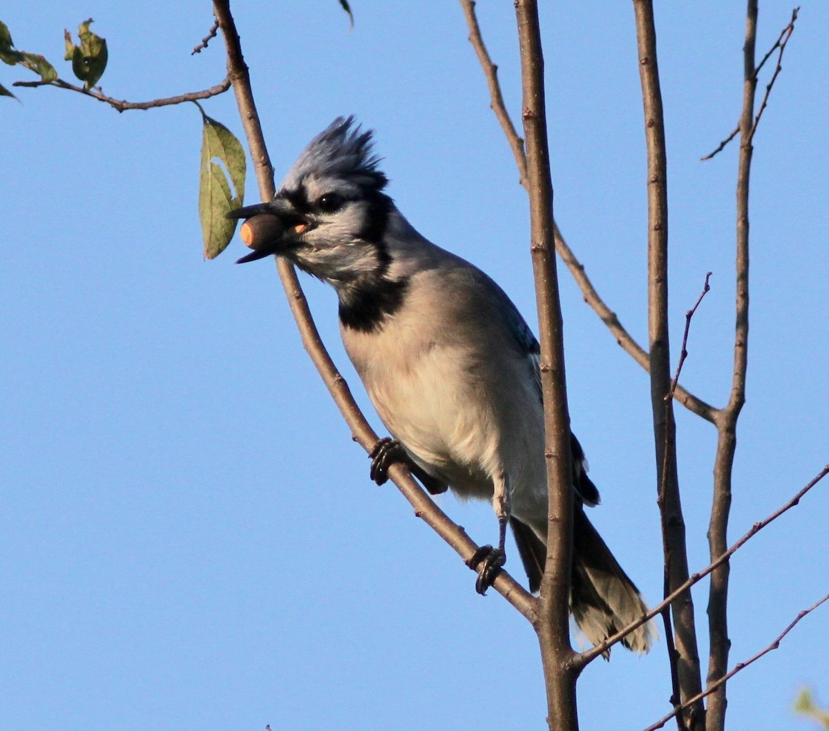 Chara Azul - ML645780572