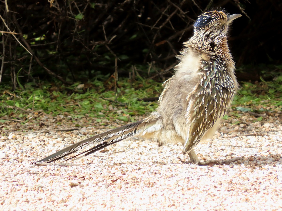 Correcaminos Grande - ML645780578