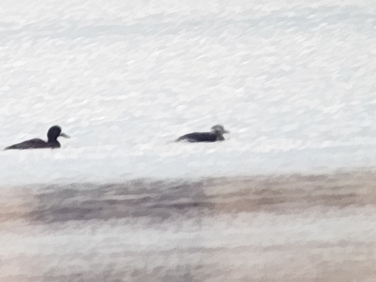 Long-tailed Duck - ML645780580