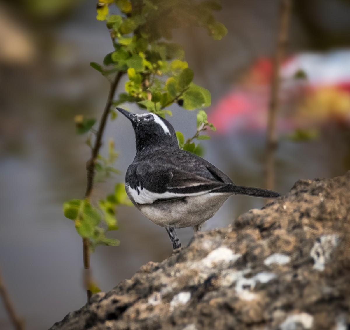 Lavandera India/Blanca - ML645780581