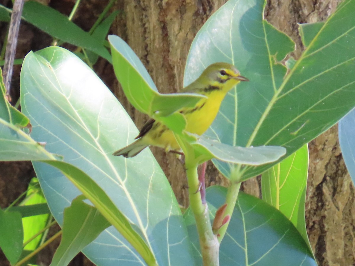 Reinita Galana - ML645780584