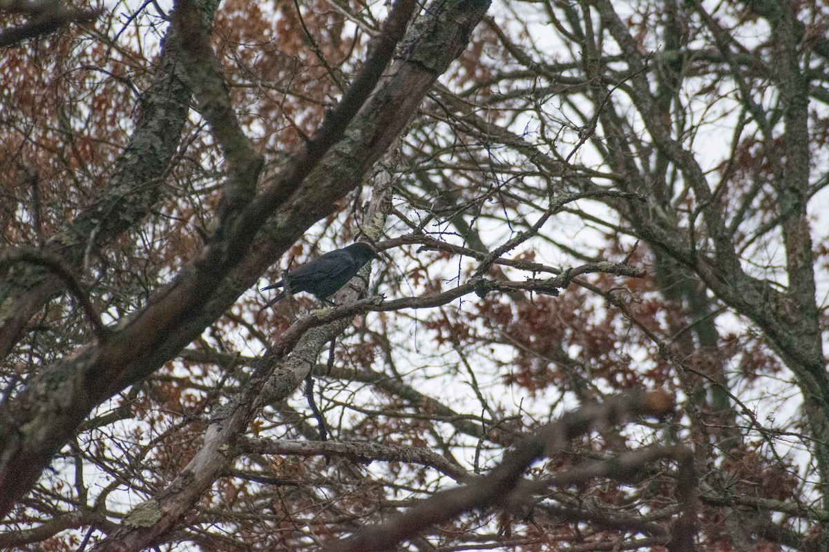 Cuervo Americano - ML645780585