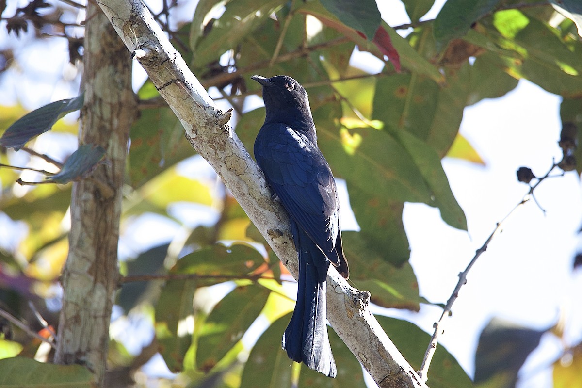Cuclillo Drongo Colitruncado - ML645780586