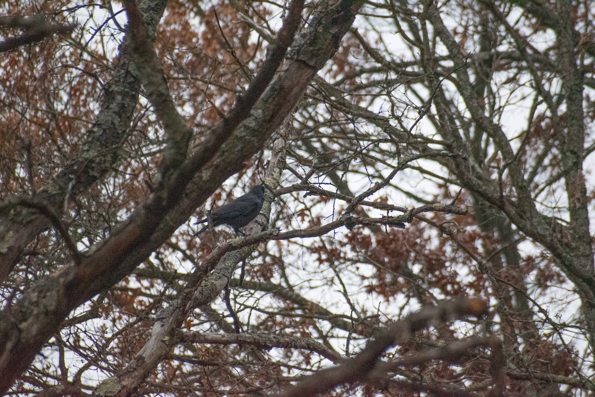 Cuervo Americano - ML645780588