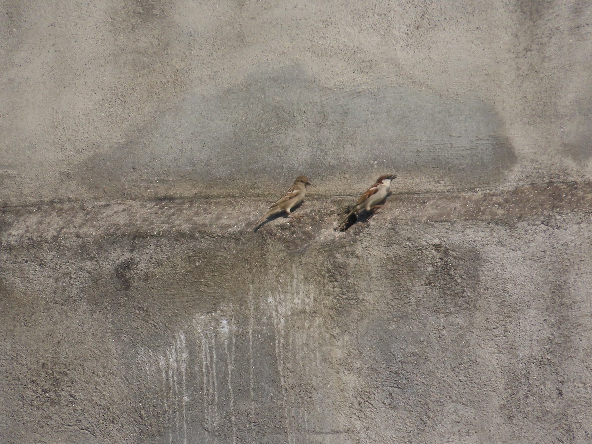 vrabec domácí - ML645780589