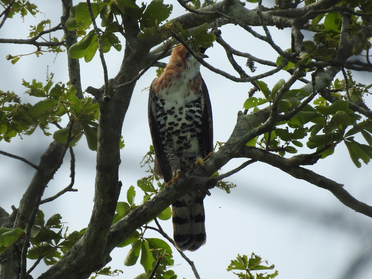 orel zdobený - ML645780602