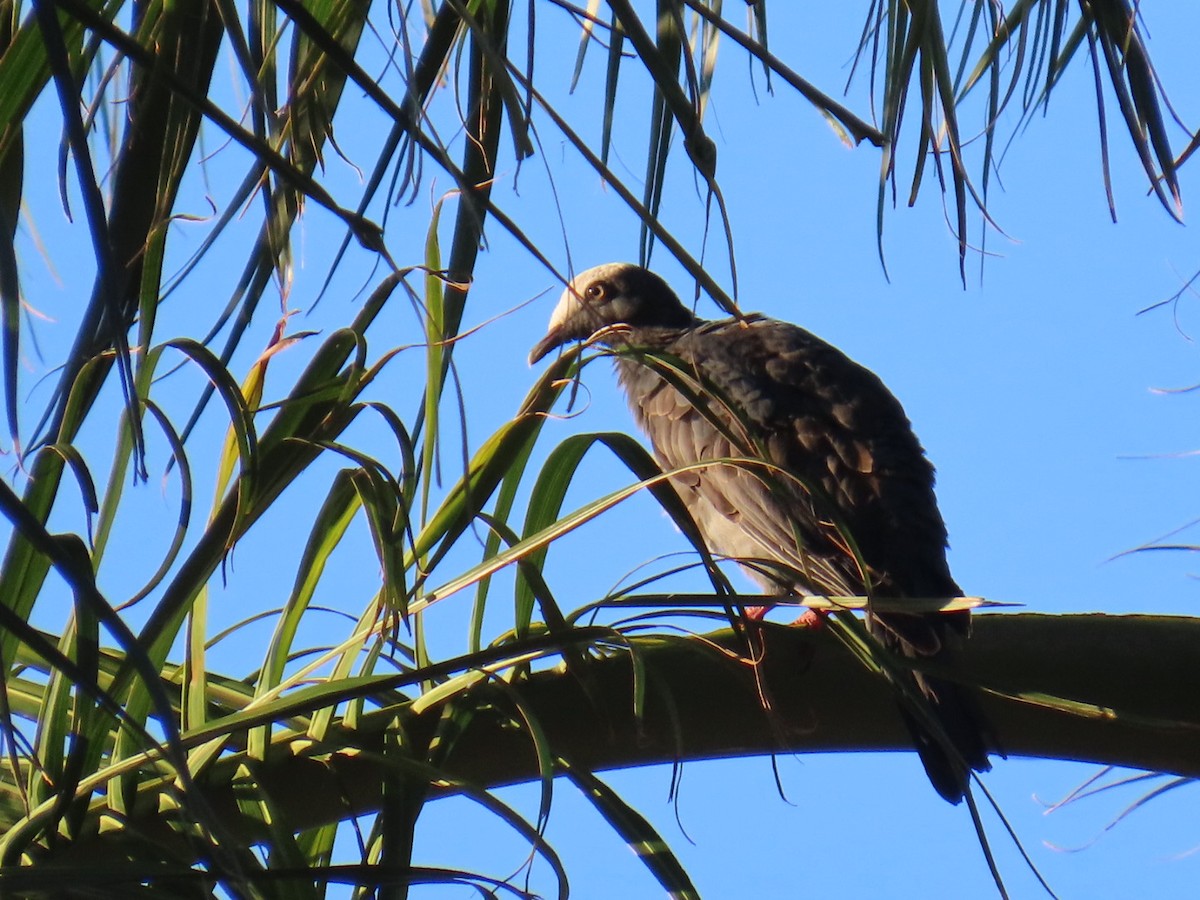 White-crowned Pigeon - ML645780603