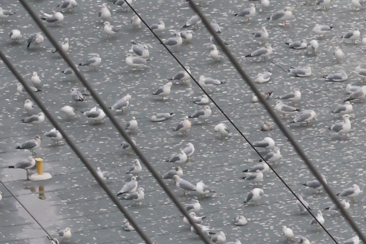 Goéland à bec cerclé - ML645780608