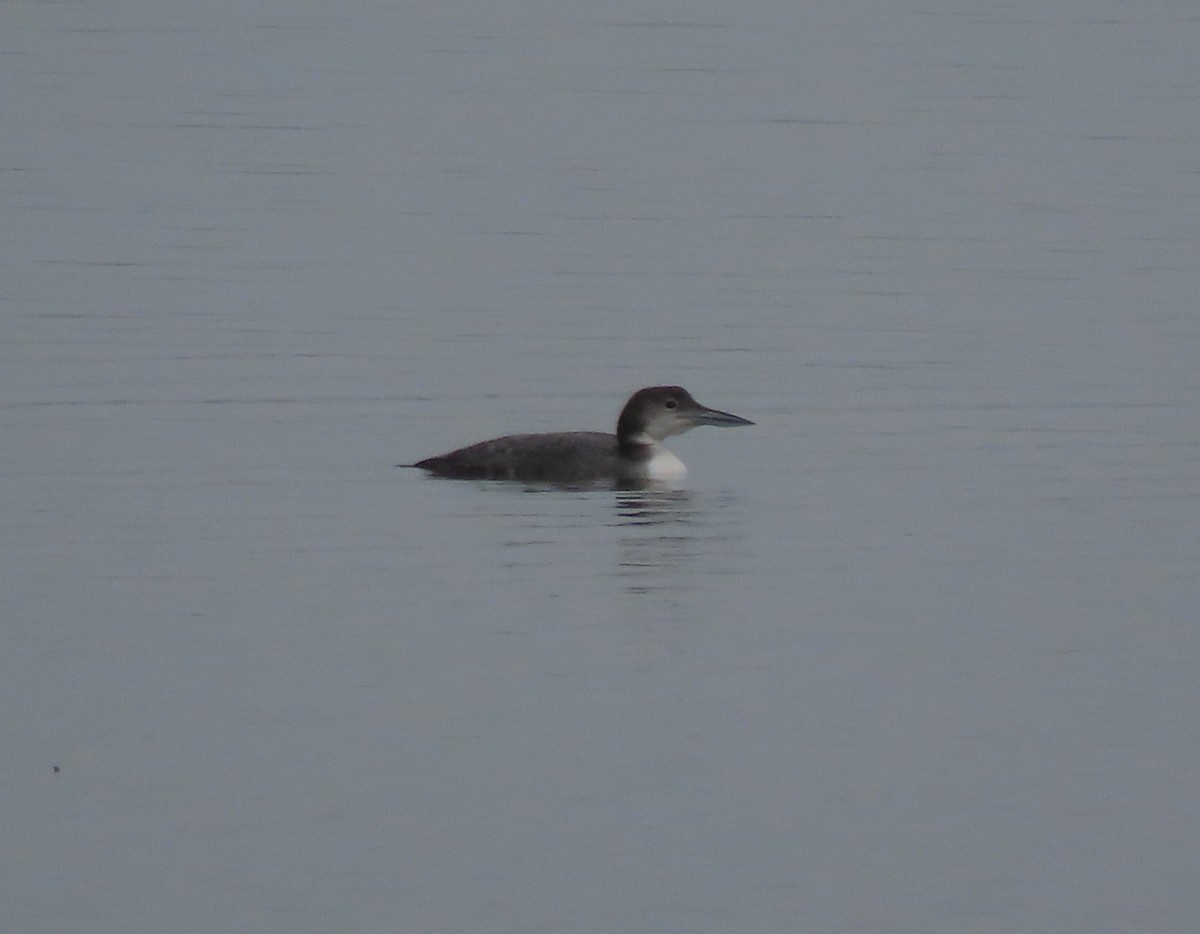 Common Loon - ML645780609