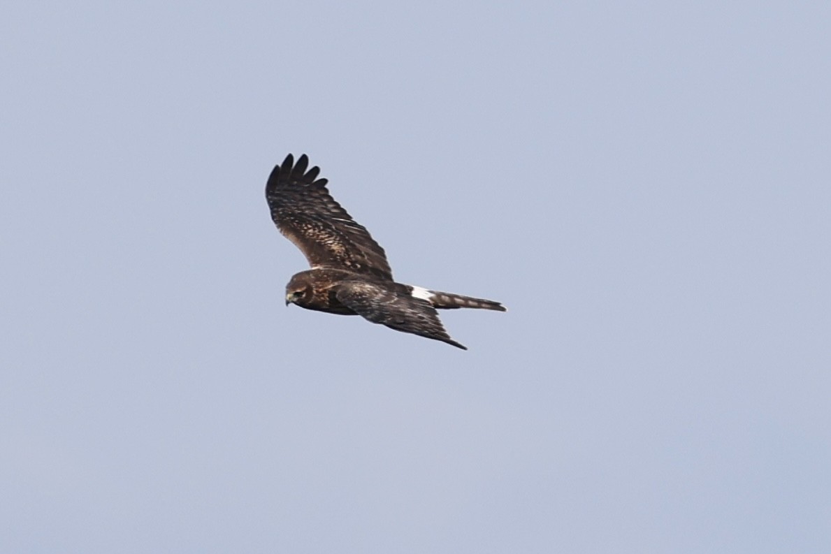 Northern Harrier - ML645780610