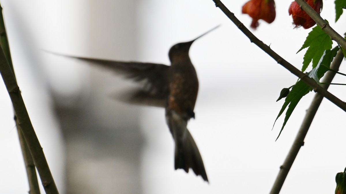 Giant Hummingbird - ML645780612