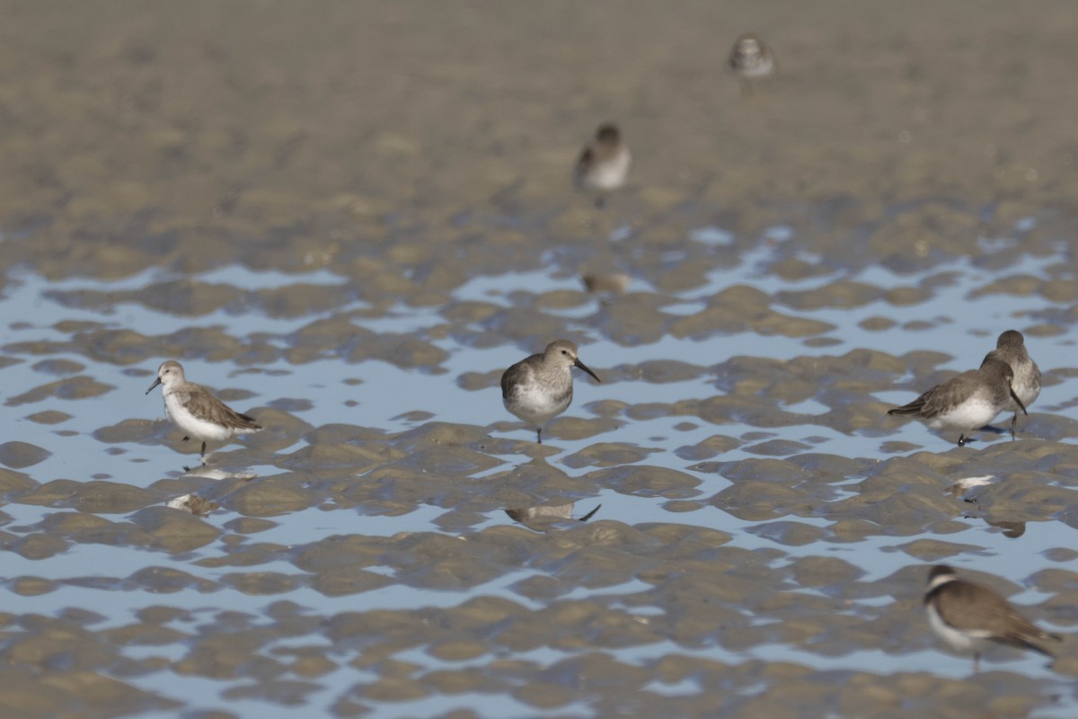 Western Sandpiper - ML645780613