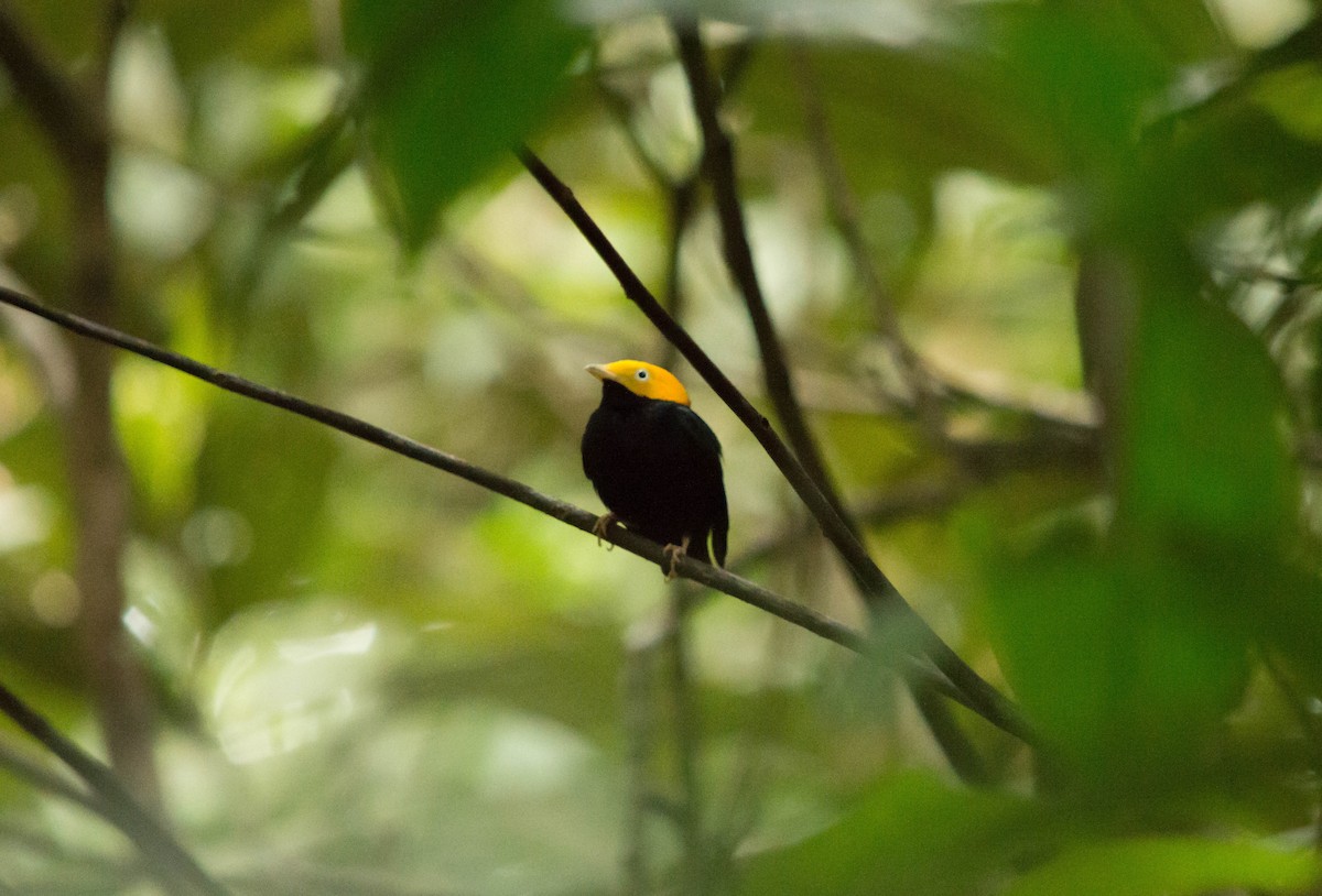 Golden-headed Manakin - ML645780617