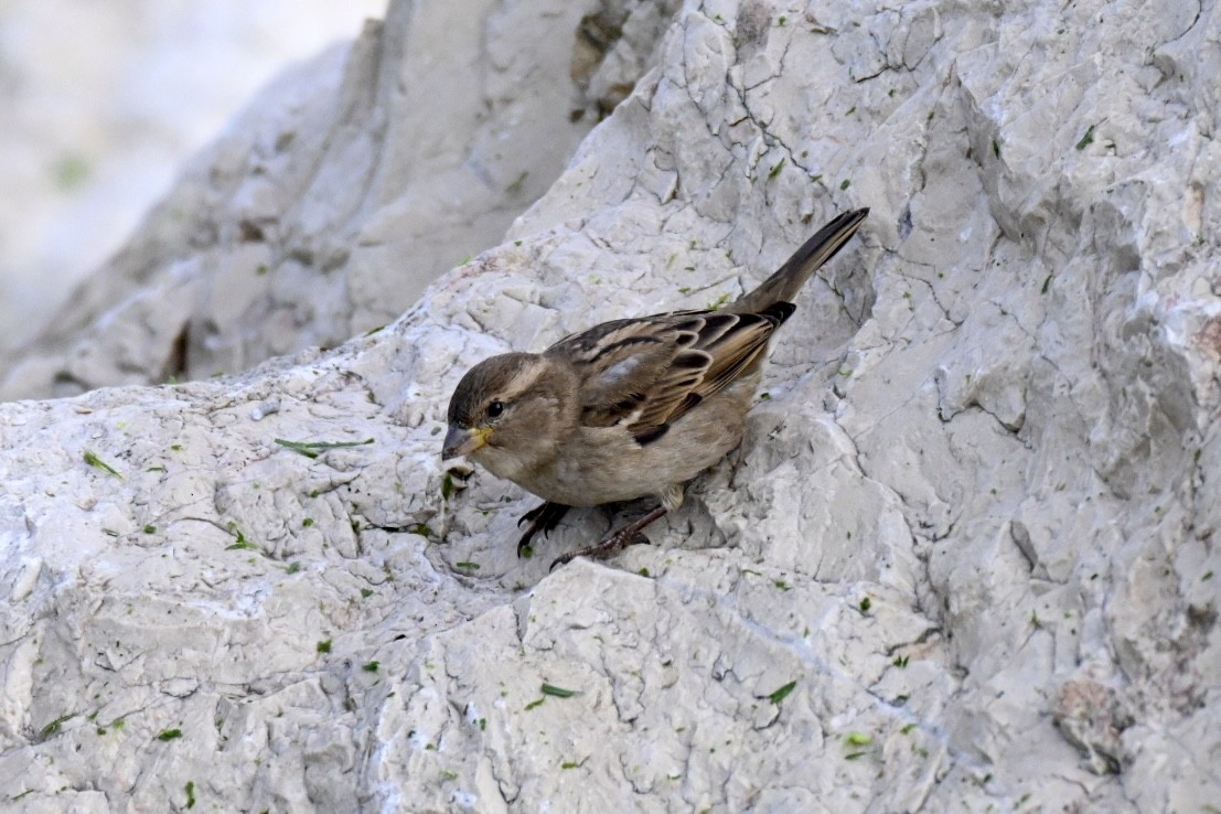 vrabec domácí - ML645780618