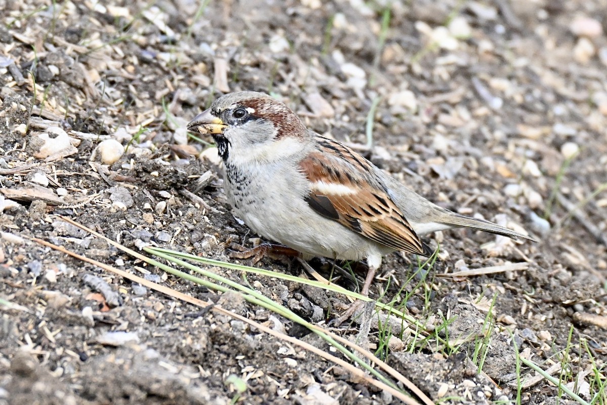 vrabec domácí - ML645780619