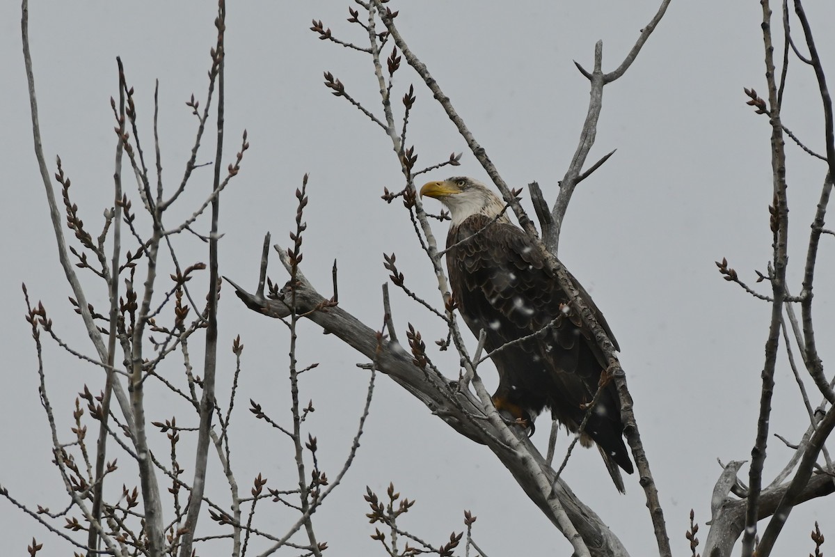 orel bělohlavý - ML645780649