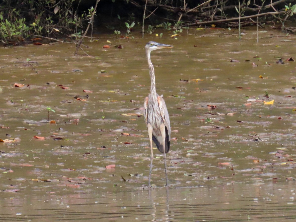 Great Blue Heron - ML645780650
