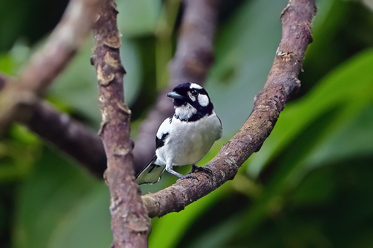 White-naped Monarch - ML645780653