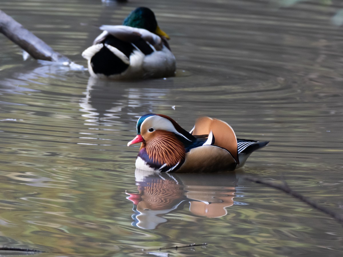 鴛鴦 - ML645780655