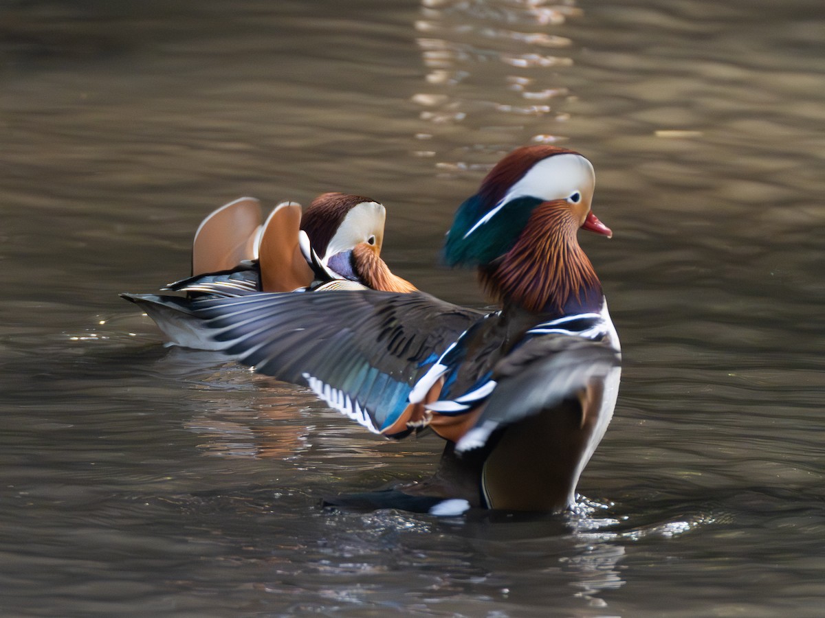 鴛鴦 - ML645780656