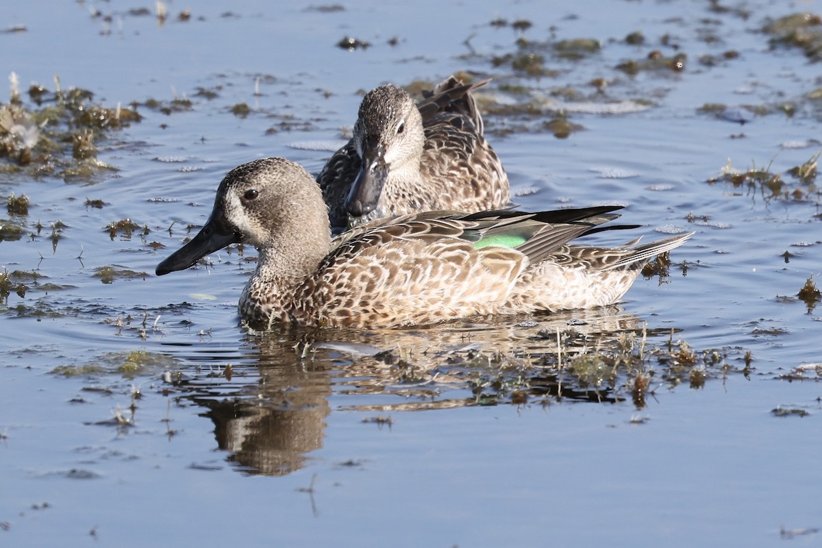Blue-winged Teal - ML645780657