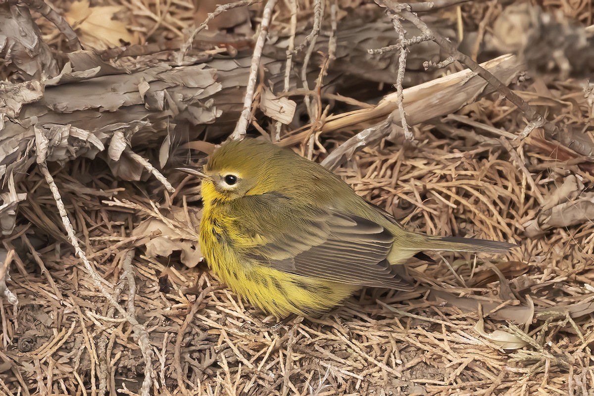Prairie Warbler - ML645780668