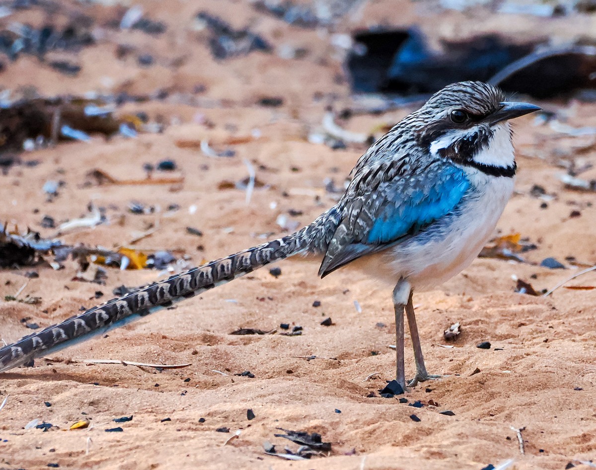 Long-tailed Ground-Roller - ML645780675