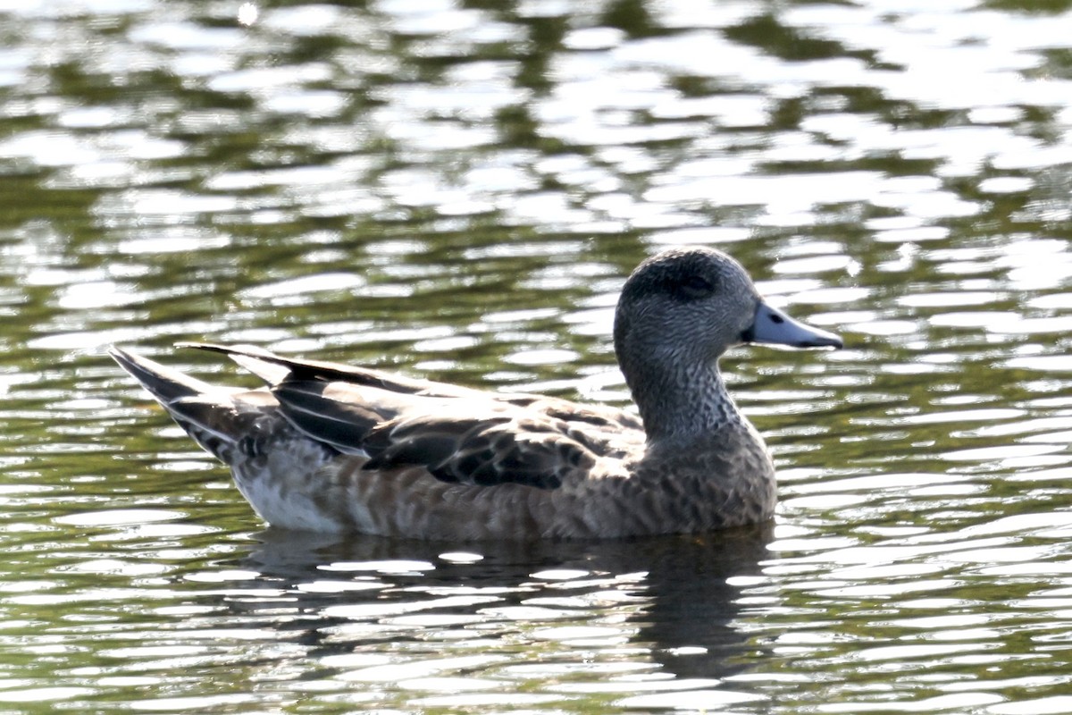 Свищ американський - ML645780676