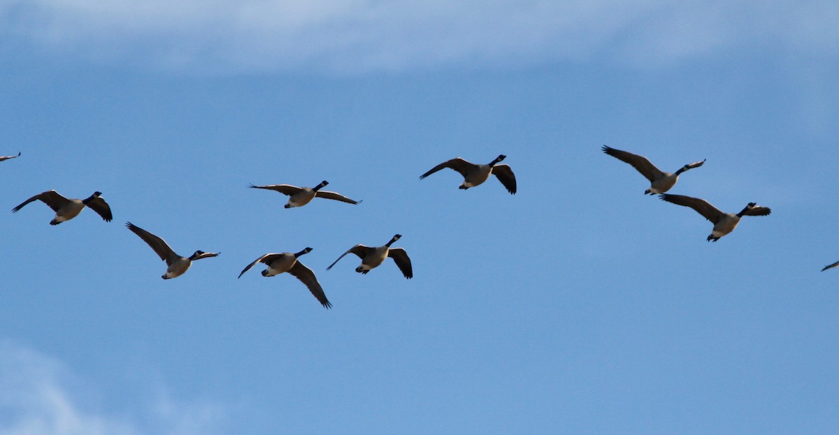 Barnacla Canadiense Grande - ML645780677