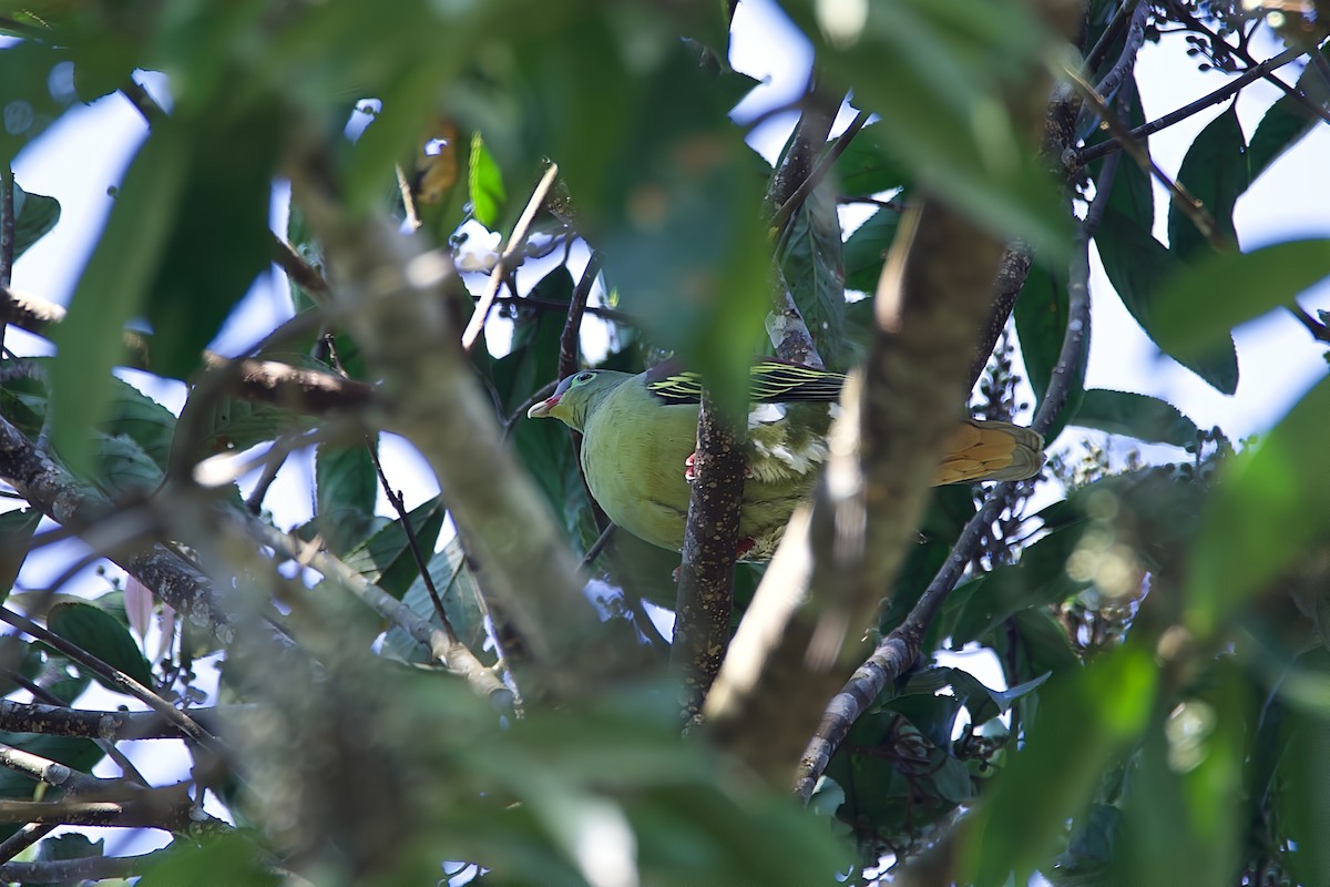 Kalın Gagalı Yeşil Güvercin - ML645780682