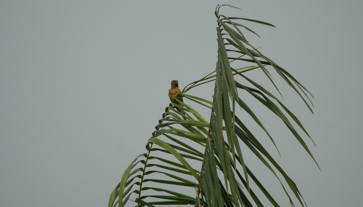 Brown-throated Parakeet - ML645780691