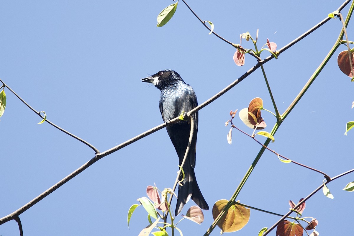 Bronzed Drongo - ML645780698