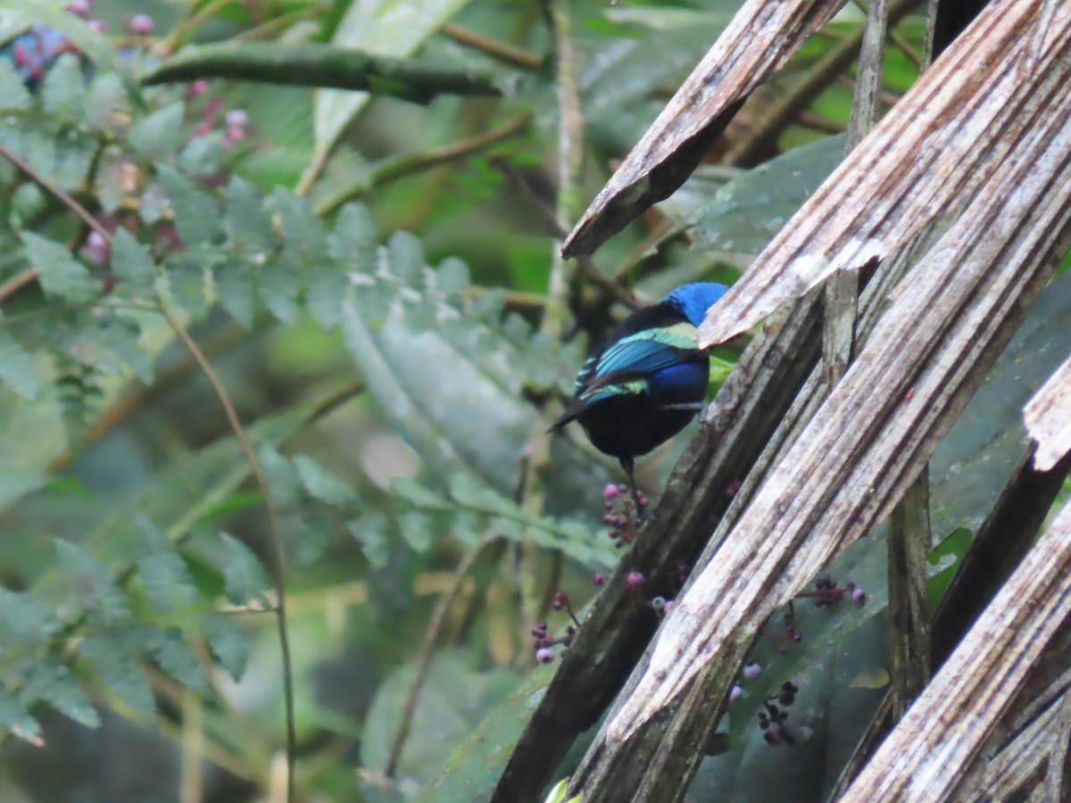 Blue-necked Tanager - ML645780703