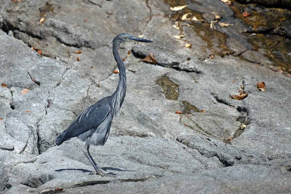 Great-billed Heron - ML645780704
