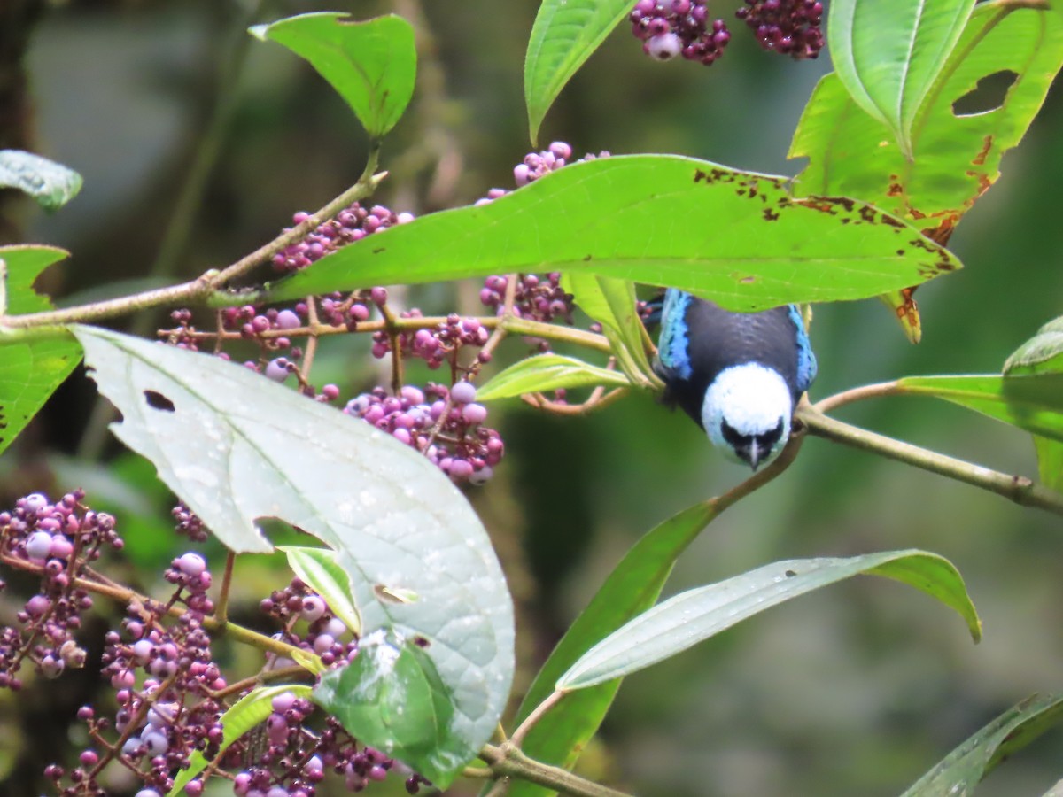 Blue-necked Tanager - ML645780710