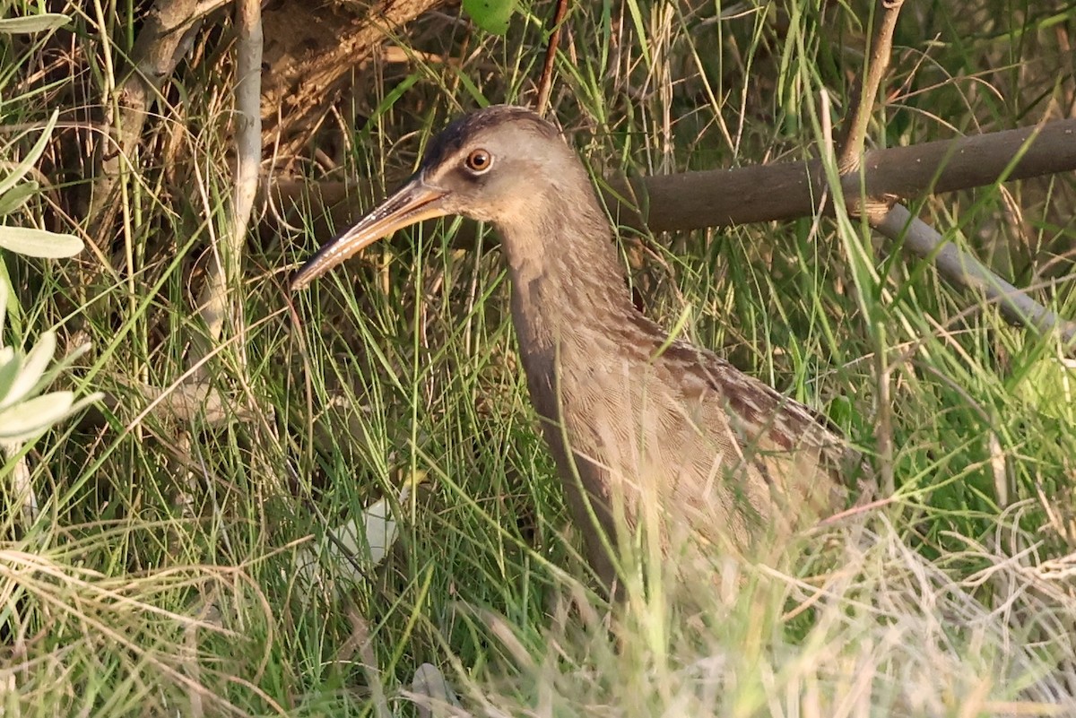 Clapper Rail - ML645780715