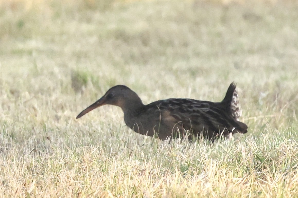 Clapper Rail - ML645780716