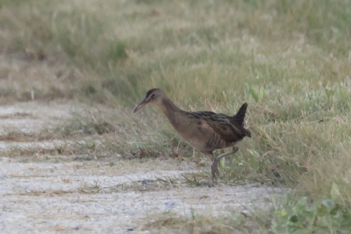 Clapper Rail - ML645780717