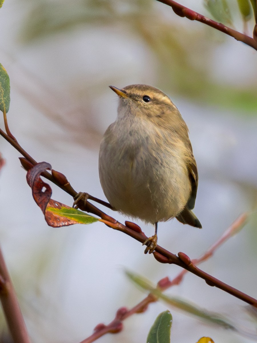 Hume's Warbler - ML645780718