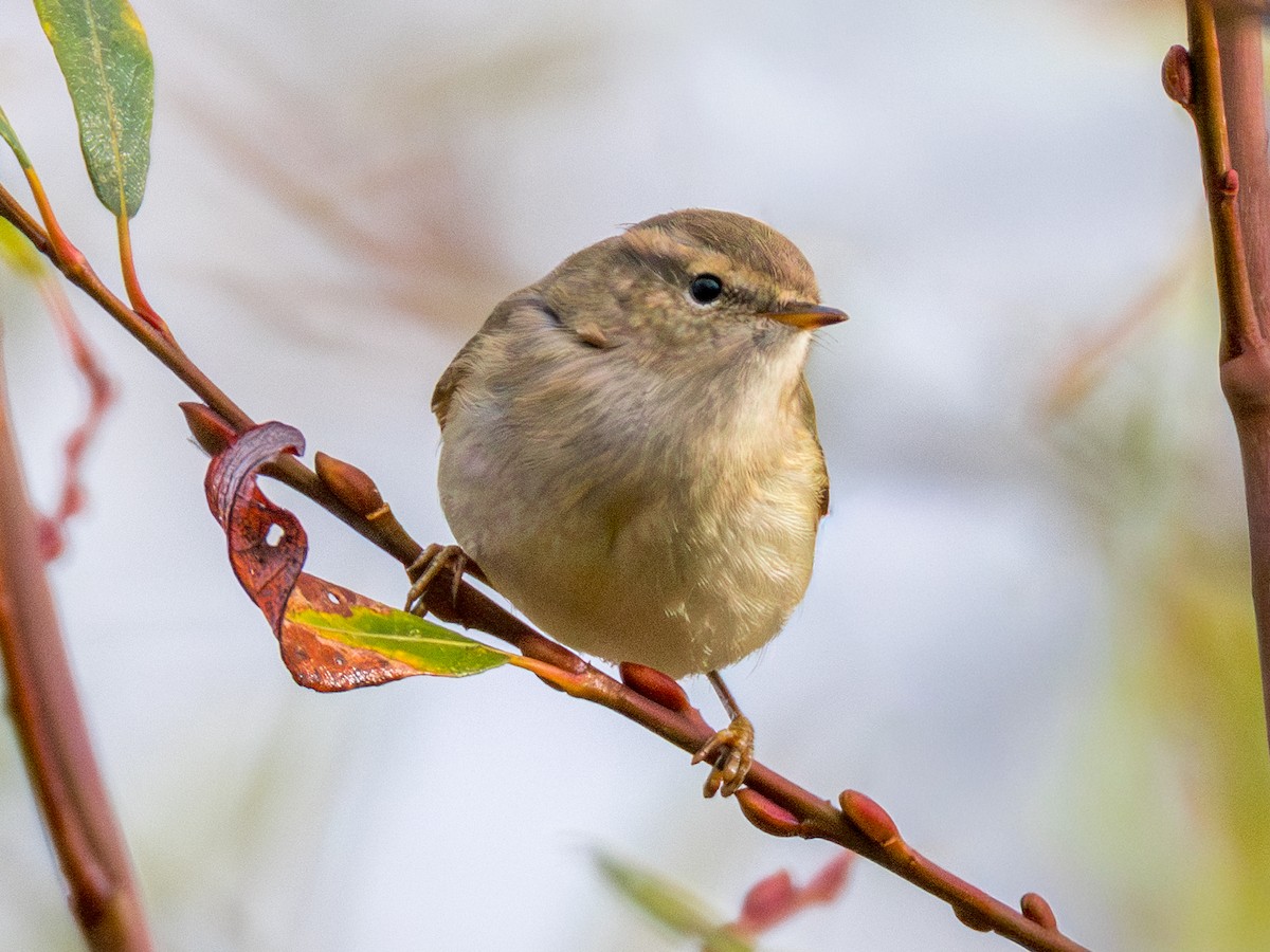 Hume's Warbler - ML645780724