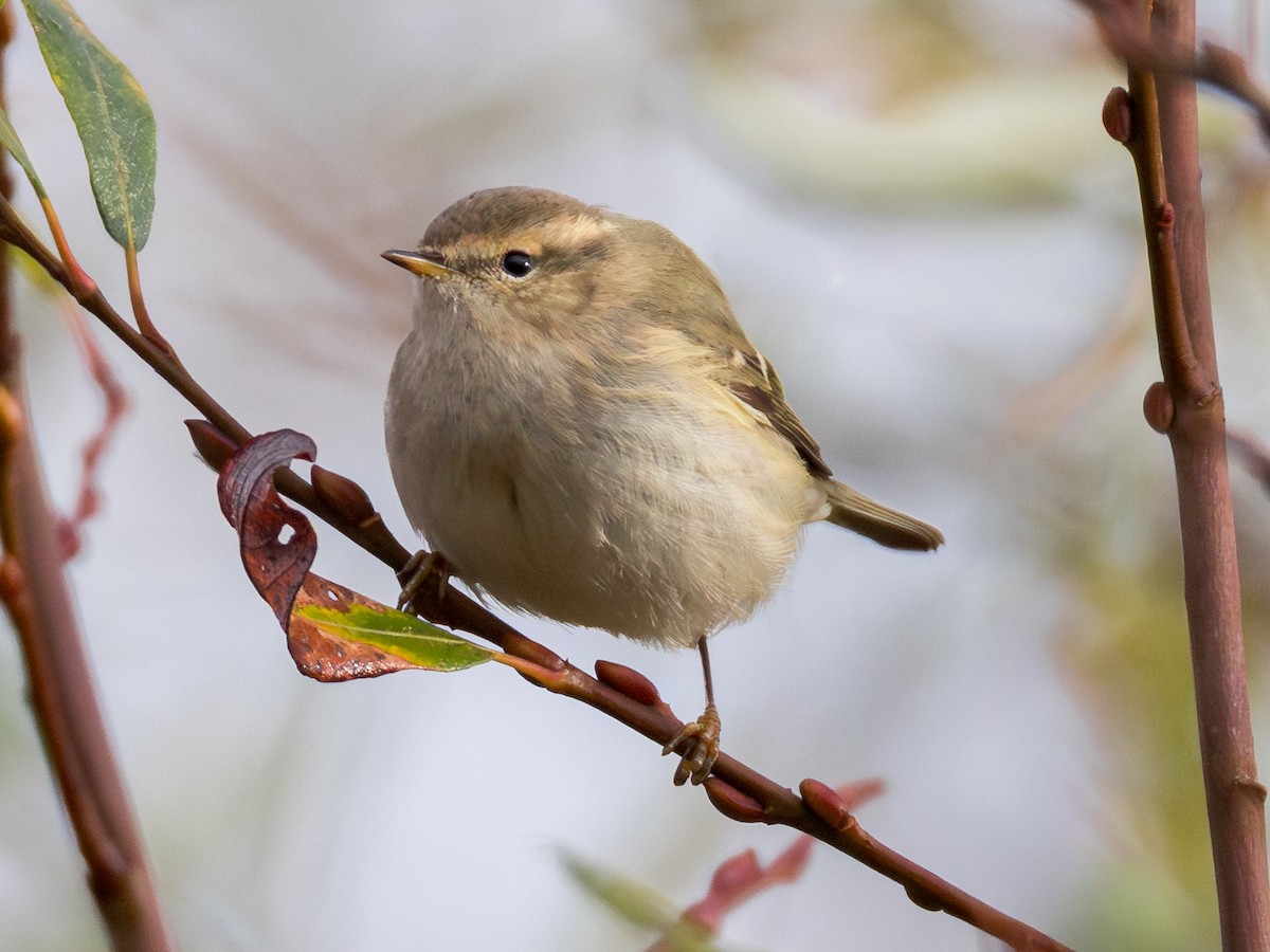 Hume's Warbler - ML645780728