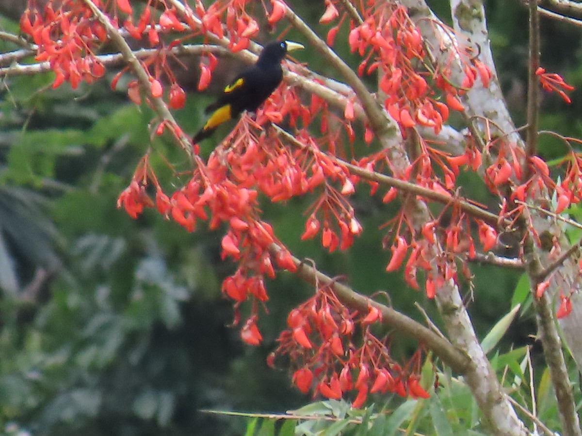Yellow-rumped Cacique - ML645780729