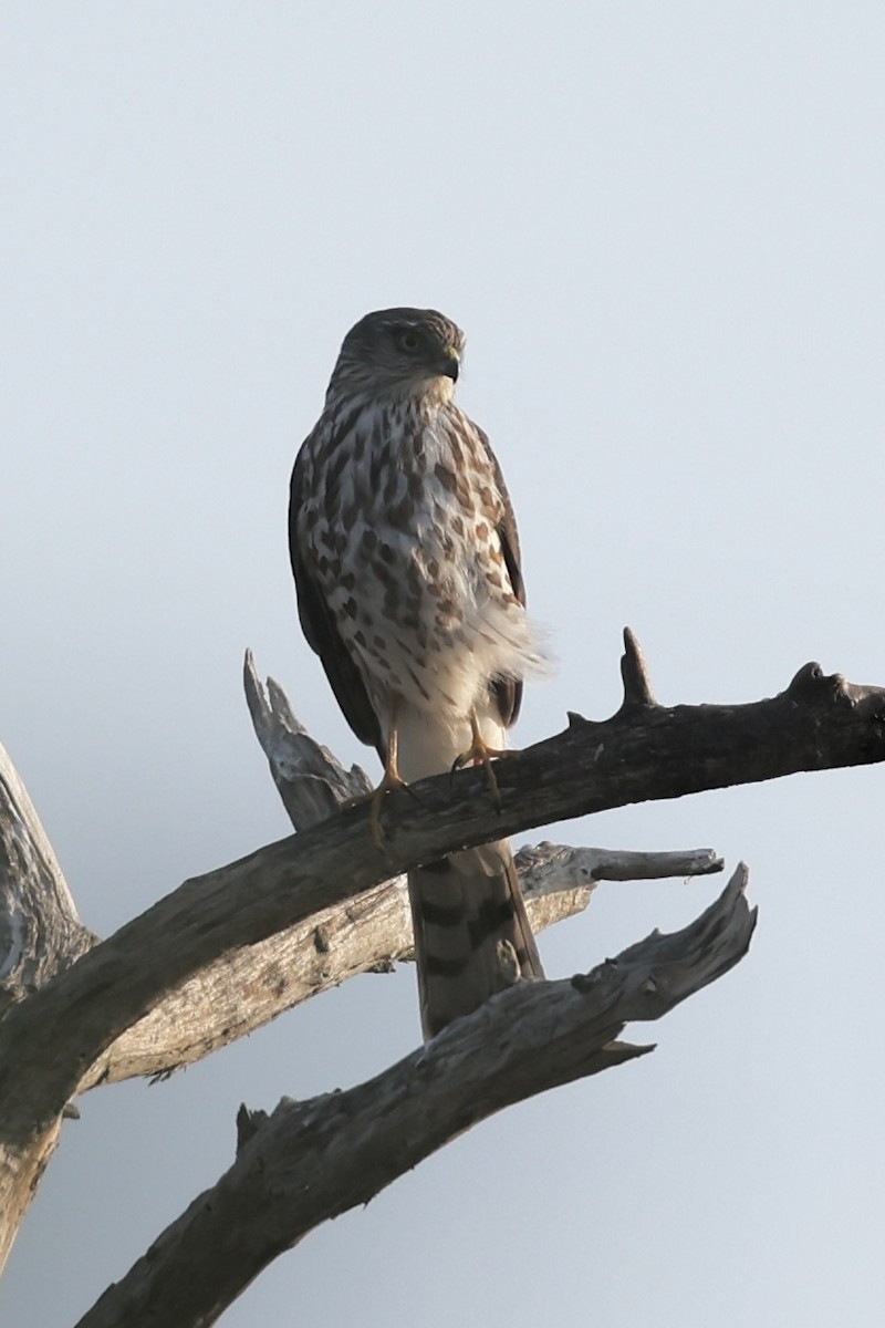 Sharp-shinned Hawk - ML645780731