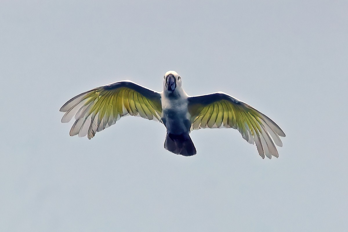 White Cockatoo - ML645780732