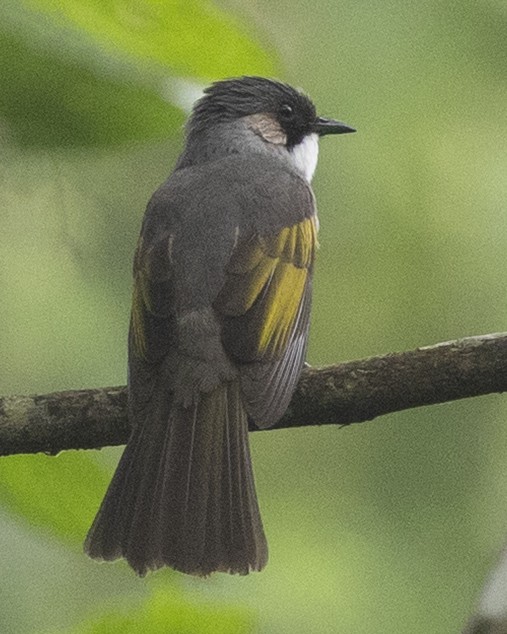 Ashy Bulbul - ML645780733