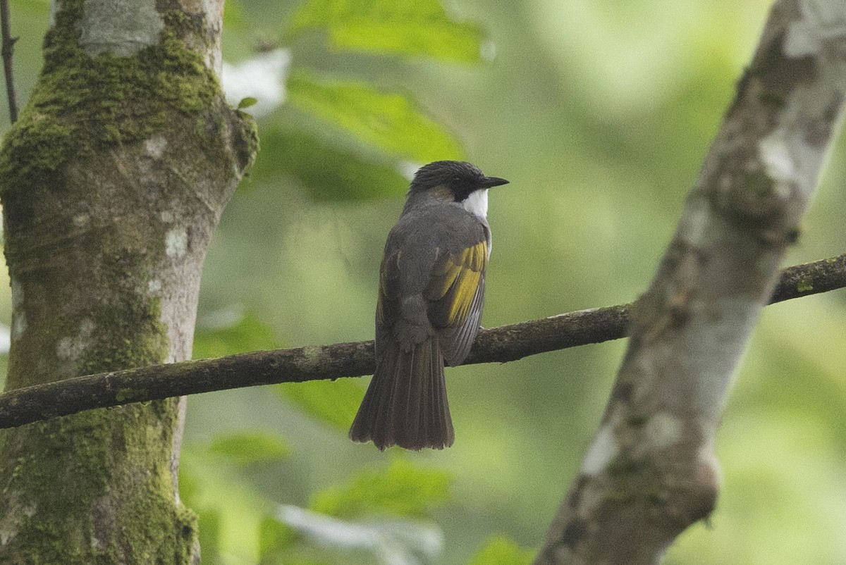 Ashy Bulbul - ML645780734